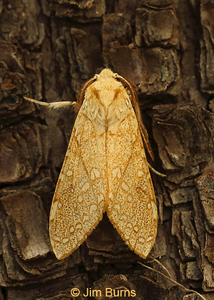 Lophocampa mixta on tree bark, Arizona--8941