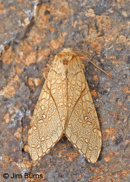 Lophocampa mixta on rock, Arizona
