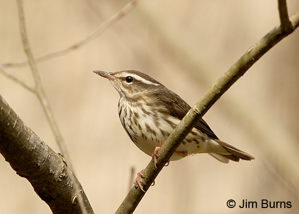 Louisiana Waterthrush mud on bill