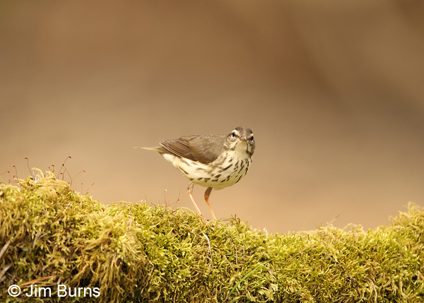 Louisiana Waterthrush on mossy log #2