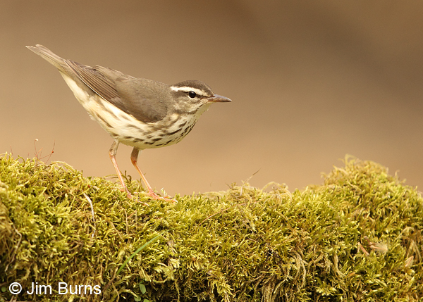 Louisiana Waterthrush on mossy log