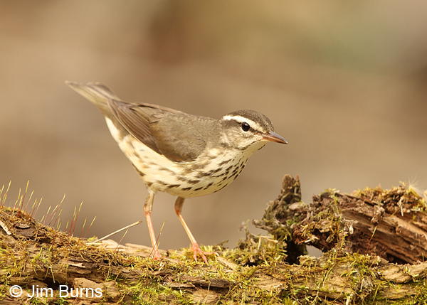 Louisiana Waterthrush pink legs
