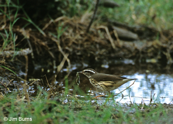 Louisiana Waterthrush with worm