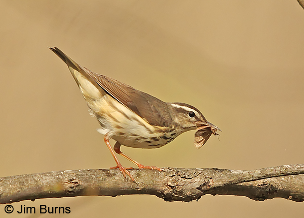 Louisiana Waterthrush with moth