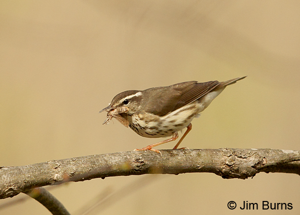 Louisiana Waterthrush with moth #2