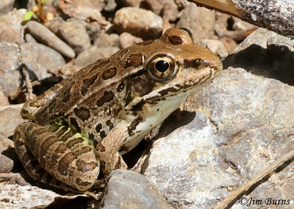 Lowland Leapard Frog--8485