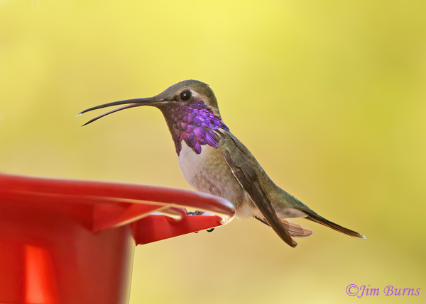 Lucifer Hummingbird male at feeder--3730