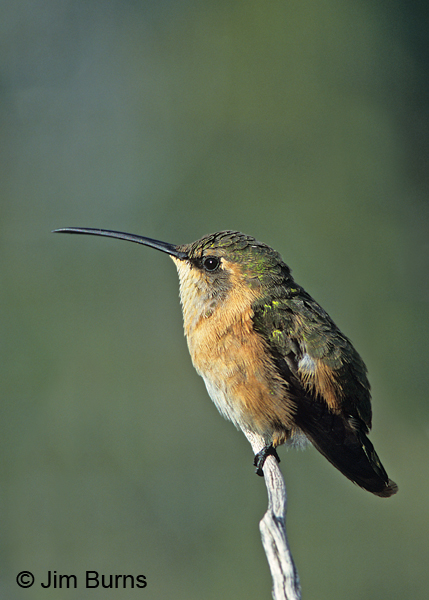 Lucifer Hummingbird female
