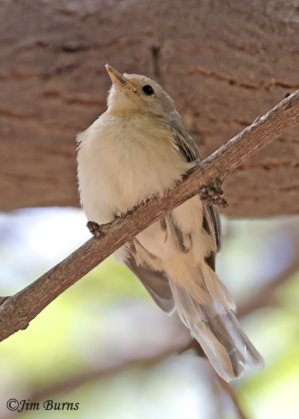 Lucy's Warbler fledgling--1837