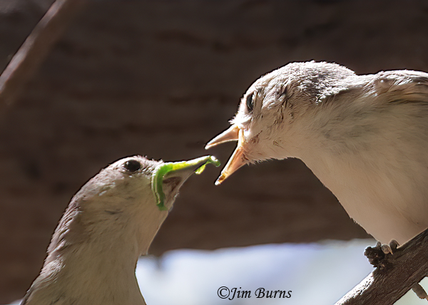 Lucy's Warbler lunchtime close-up--1855