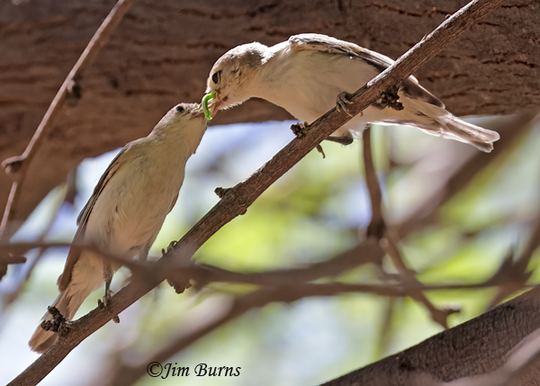 Lucy's Warbler fledgling being fed a caterpillar by female parent--1860