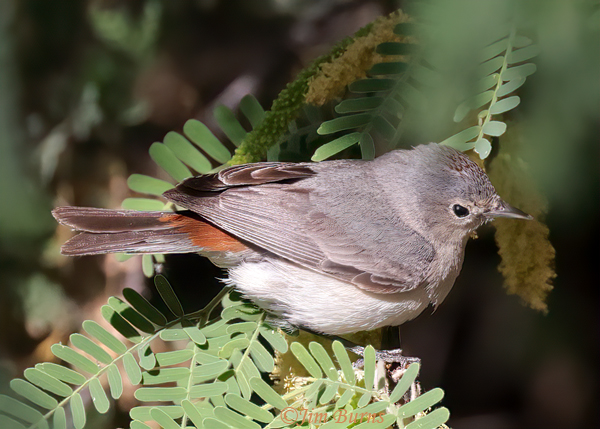 Lucy's Warbler male in mesquite--1988