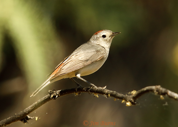 Lucy's Warbler male on branch #2--2103