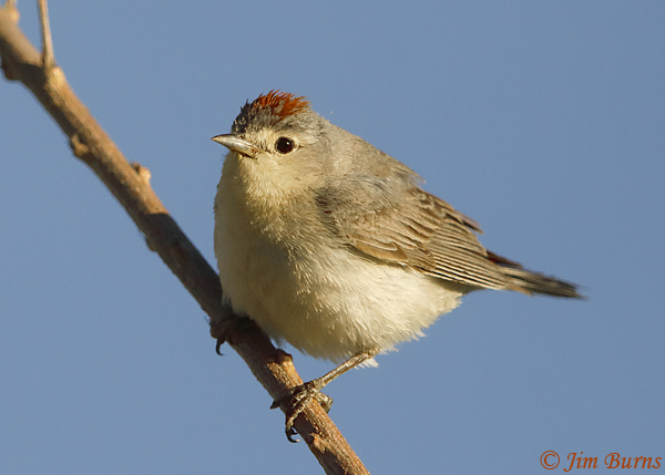 Lucy's Warbler male sunrise portrait--2194