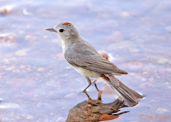 Lucy's Warbler male preparing to bathe--3254