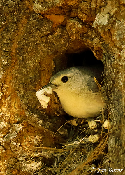 Lucy's Warbler female removing fecal sac from nest--3381