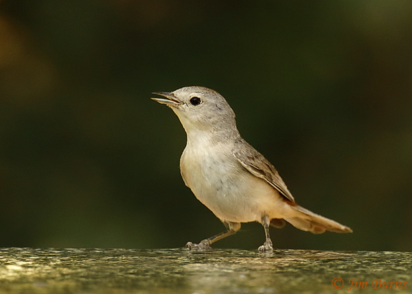 Lucy's Warbler male at water hole preparing to bathe--3462