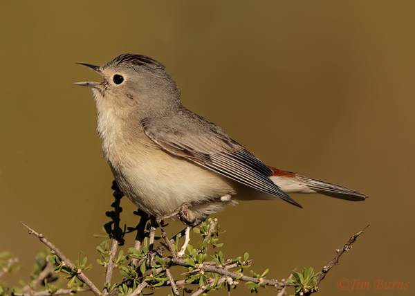 Lucy's Warbler male singing on spring territory--4452