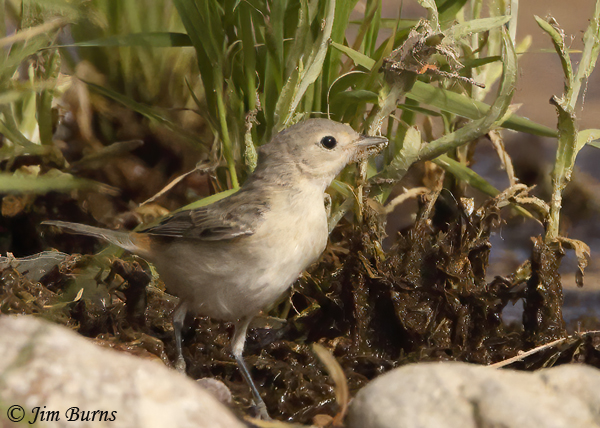 Lucy's Warbler female gathering nesting material--5359