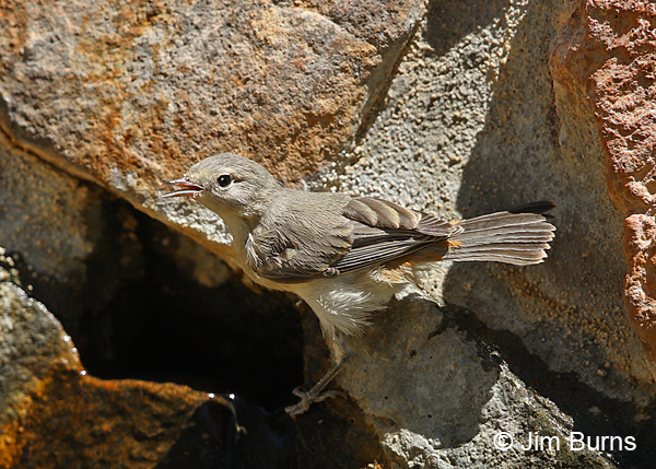 Lucy's Warbler juvenile