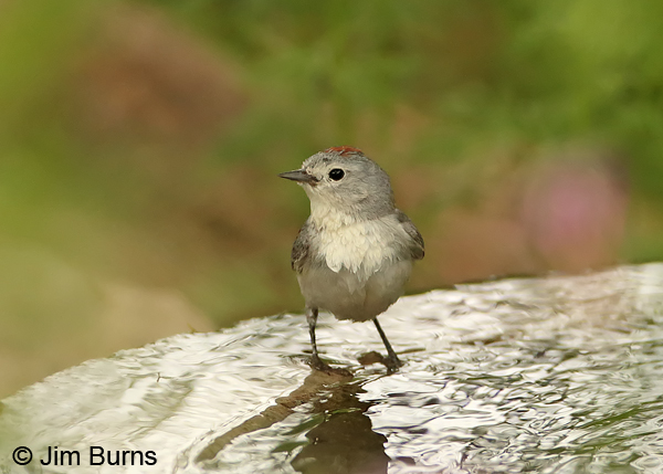 Lucy's Warbler male bathing