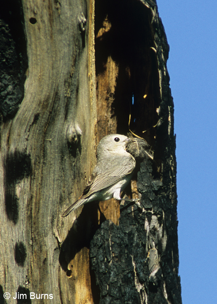 Lucy's Warbler female with nesting material