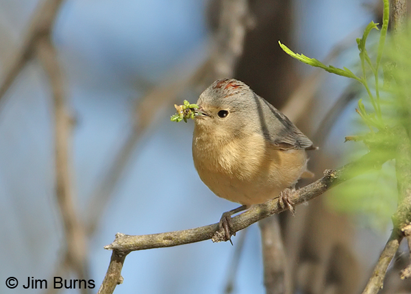 Lucy's male with insects for nestlings