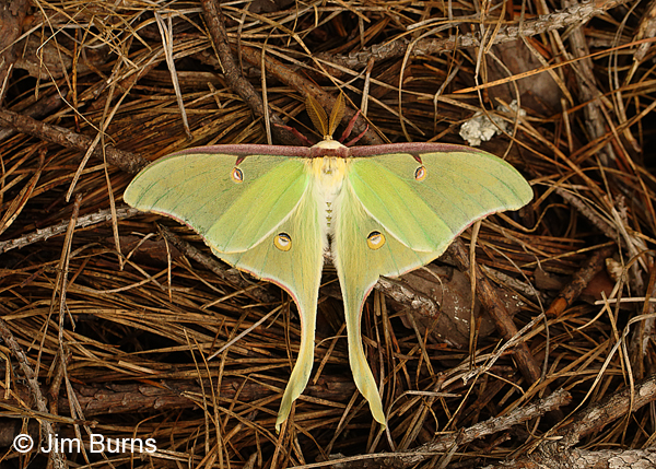 Luna Moth, four moons in pine needles, Arkansas
