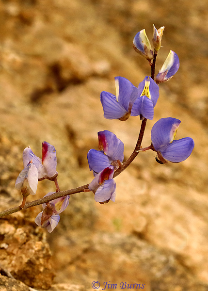 Lupine with bug, Arizona----9371