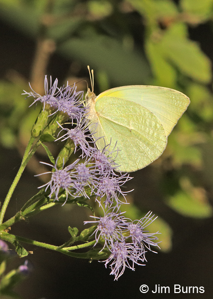 Lyside Sulphur male, Texas