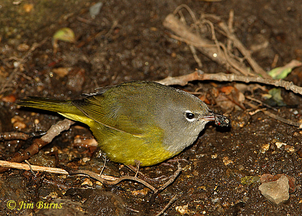 MacGillivray's Warbler immature male with fly--0147