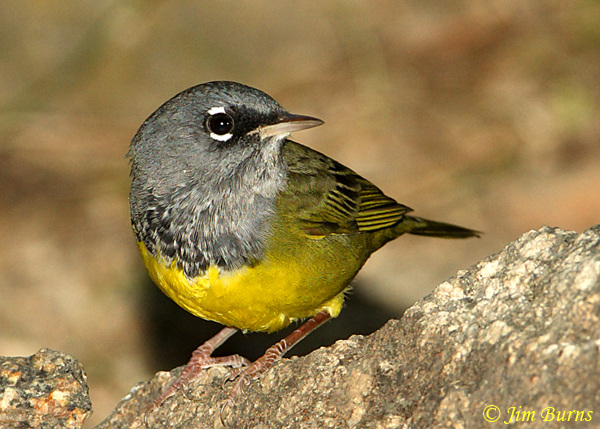 MacGillivray's Warlber male close-up--0235