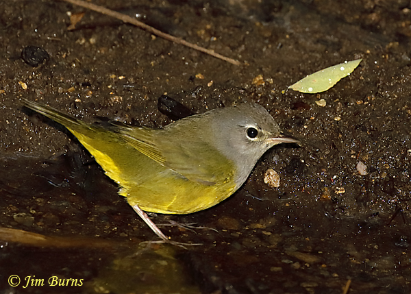 MacGillivray's Warbler female bathing--6169