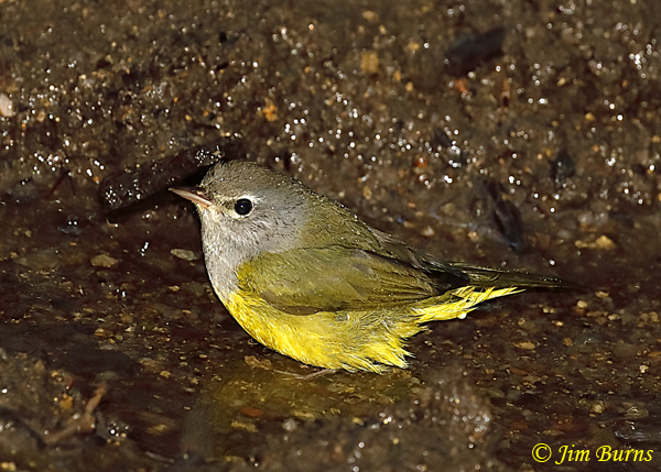 MacGillivray's Warbler female--6175