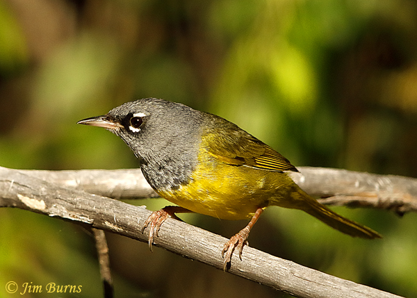 MacGillivray's Warbler male on alert #2--3704