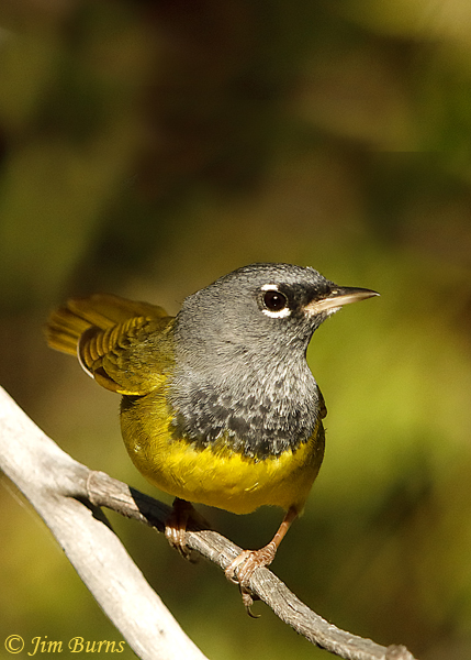 MacGillivray'sWarbler male eye crescents--3708