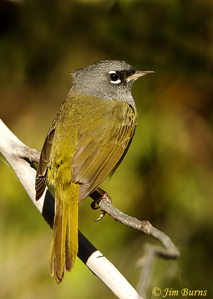MacGillivray's Warbler male dorsal view--3713