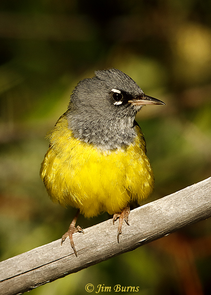 MacGillivray's Warbler male--3716