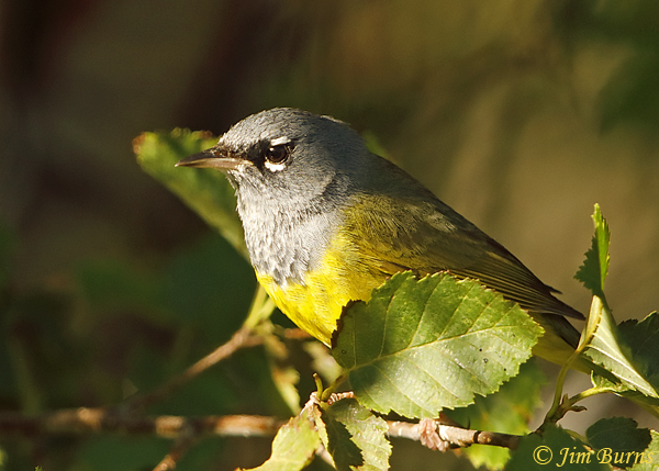 MacGillivray's Warbler male in oak--3729