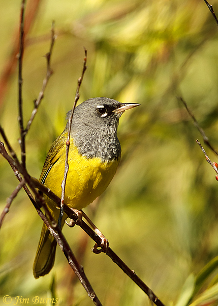 MacGillivray's Warbler male in riparian willow habitat--3738