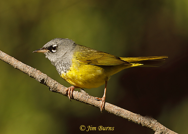 MacGillivray's Warbler male on alert--3748