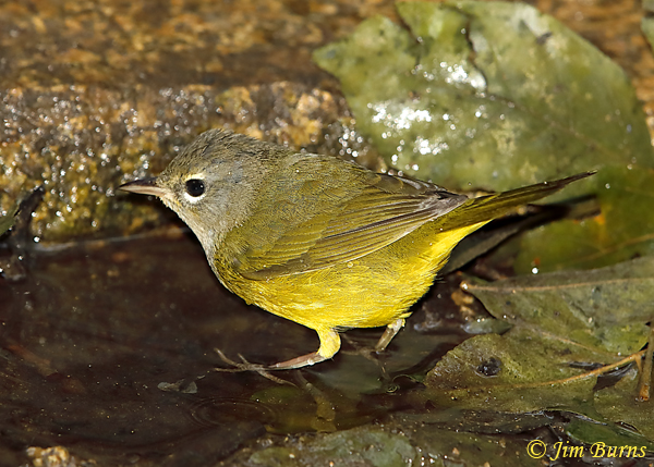 MacGillivray's Warbler female--5566