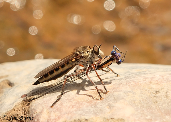 Machimus formosus female with Springwater Dancer, Arizona