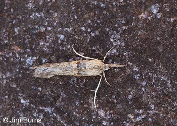 Macrorrhinia aureofasciella dorsal view, Arizona
