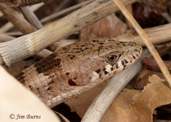 Madrean Alligator Lizard, Arizona--4892.