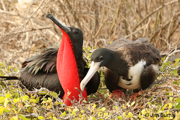 Magnificent Frigatebird pair allopreening