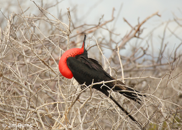 Magnificent Frigatebird male displaying