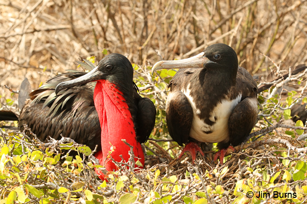 Magnificent Frigatebird pair on nest