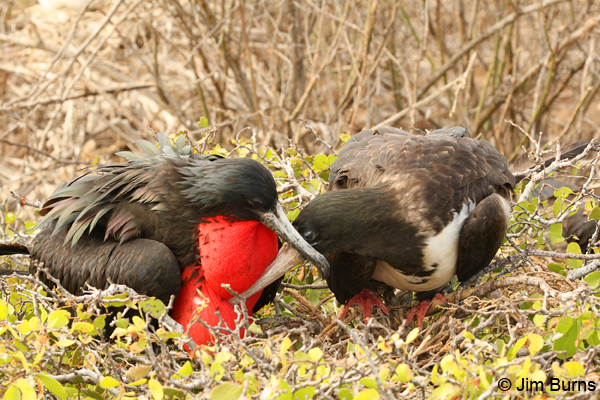 Magnificent Frigatebird pair billing