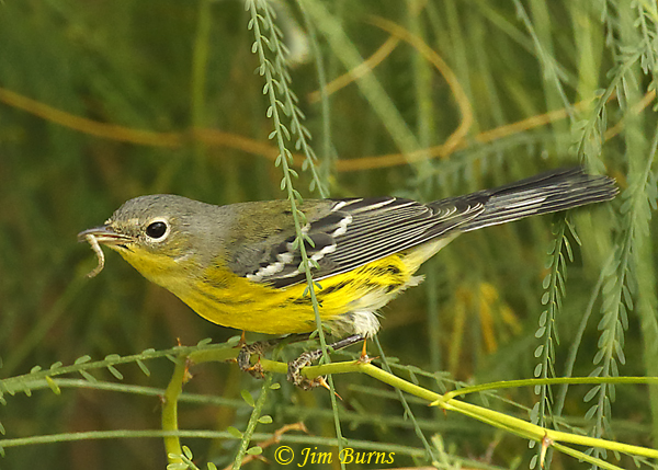 Magnolia Warbler first fall male with caterpillar--7990